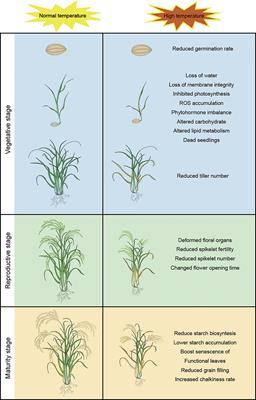 How rice adapts to high temperatures